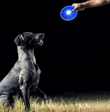 Leuchtende Hundefrisbee – Spielen ohne Grenzen, auch nachts