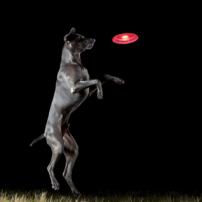 Leuchtende Hundefrisbee – Spielen ohne Grenzen, auch nachts